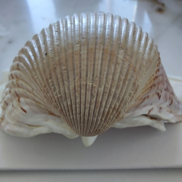 Large Cockle Shell - Picture 7 of 7